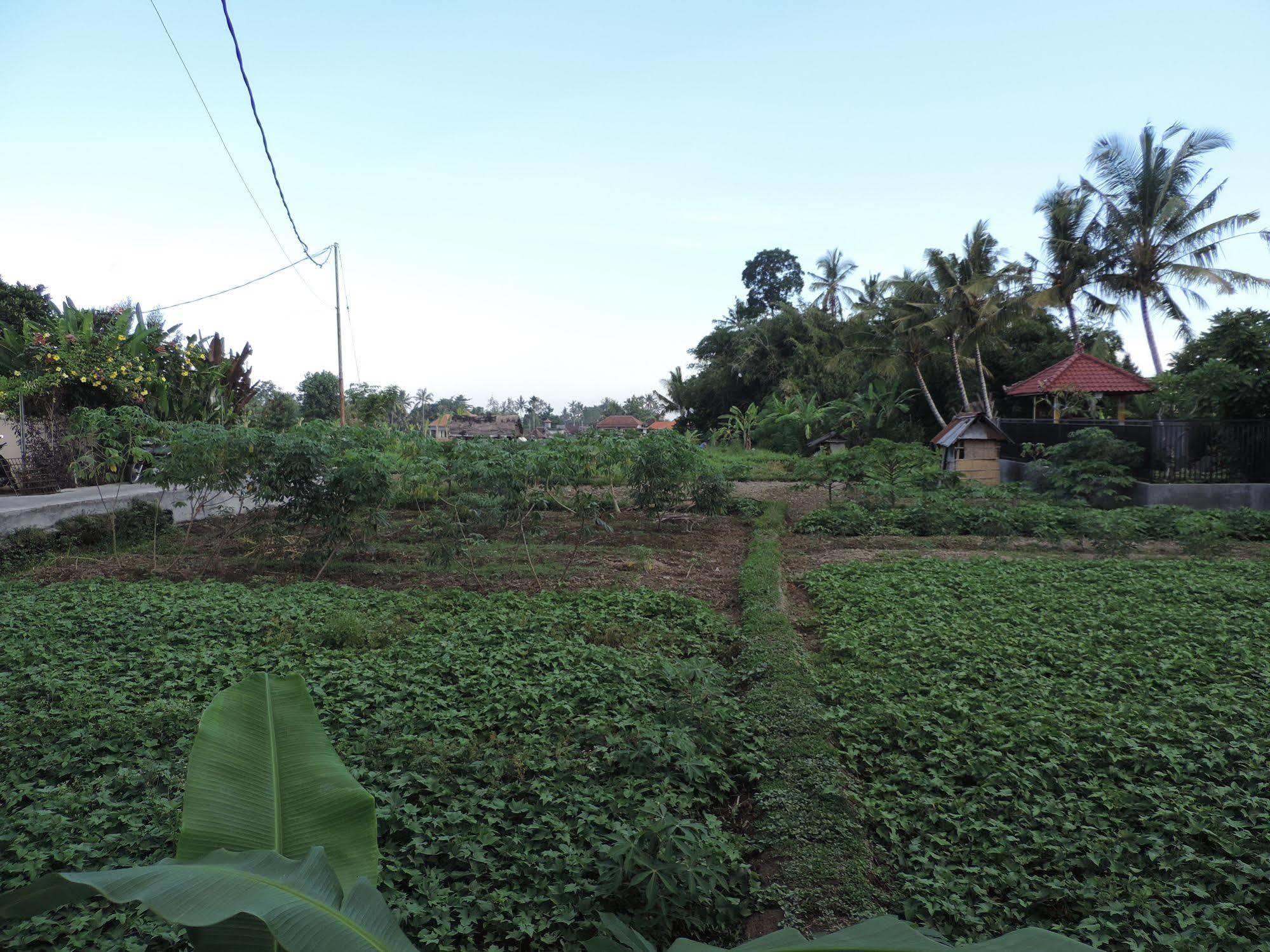 Duana'S Homestay Ubud Dış mekan fotoğraf